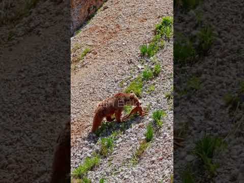 Ayı Dağ Keçisini Avladı - Görüntülendi
