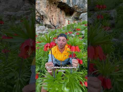 Bu Çiçeği Koparmanın Cezası 557.00 Lira -  Ters Lale