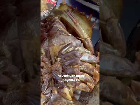 Kanı 15 Bin Dolar! At Nalı Yengeci