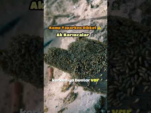 Dikkat Ak Karınca İstilası