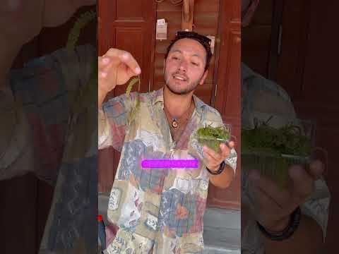 Japon Sırrı Ömrü Uzatan Üzüm