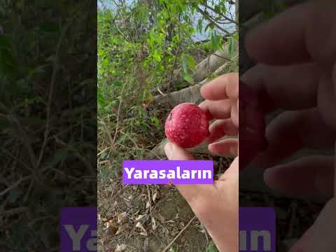 Eminim Böyle İncir Görmediniz