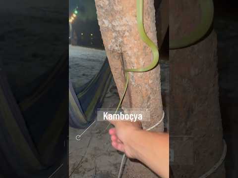 Başıma YILAN Düştü