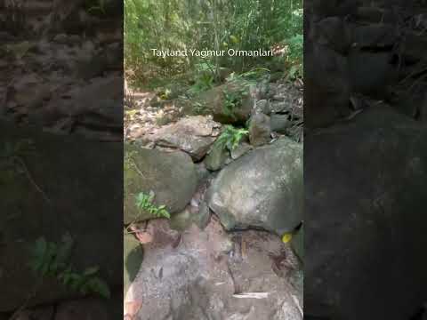 Bu Ormanda Zehirli Örümcek ve Yılanlar Var-Tayland