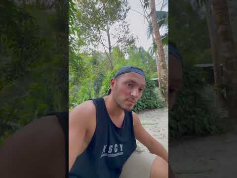 Daha önce kauçuk ağacı gördün mü?