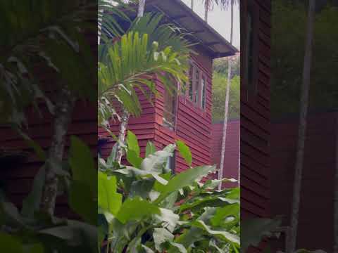 Tayland Termal Sular ve Yağmur Ormanları