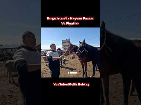 Kırgızistan’da Hayvan Pazarı ve Şaşırtan Fiyatlar