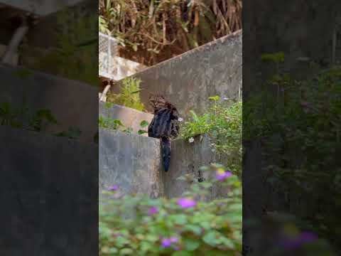 Tayland’da Günüm Nasıl Başlıyor?