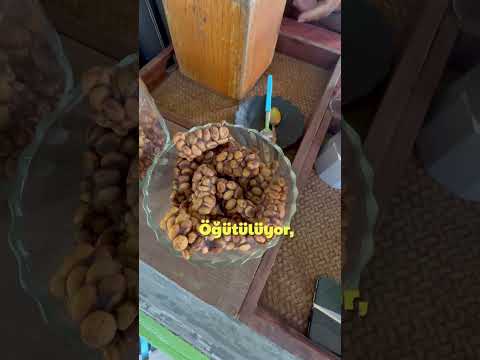 Kedi Dışkısından Dünya’nın En Pahalı Kahvesine