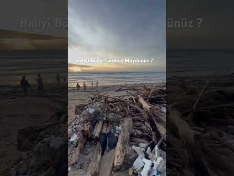 Baliyi Böyle Görmüş müydünüz?