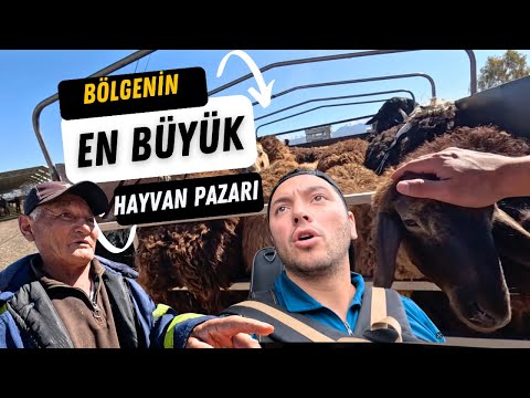 Kırgızistan’da Hayvan Pazarı: Bu Fiyatlara İnanamayacaksınız!