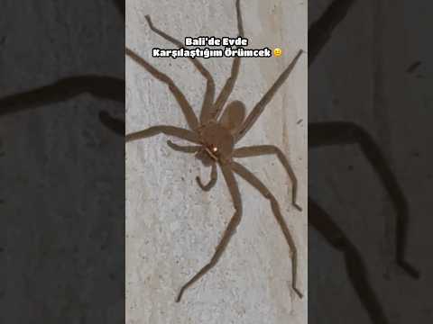 Bali’de Karşılaştığım ÖRÜMCEK