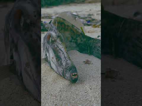 Hiç Boynuzlu Balık Gördünüz Mü?