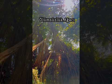 Ölümsüzlük Ağacının Sırrı