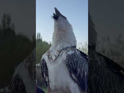 Koca Kemiği Yutan Akbaba