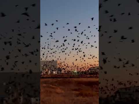 Kuşlar, Atlar ve Özgürlük