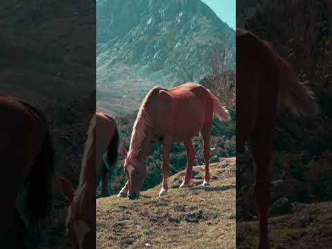 Türk Devletlerinde Geziyorsun!