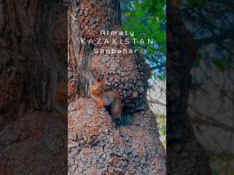 Kazakistan’da Sonbahar - Almaty