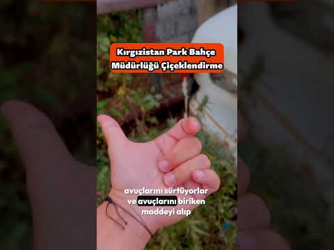 Kırgızistan Sokaklarında Ot🌿