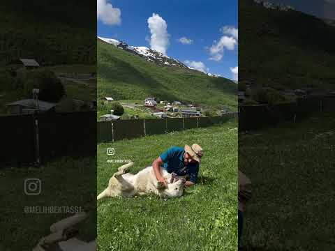 İri Kafkas Köpeğiyle Güreş!