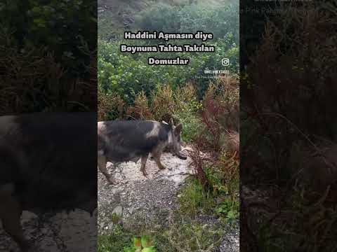 Sınırı Geçmesin Diye Domuza Takılan Tahta