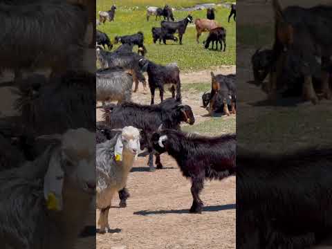 Yayla Koşturmacası
