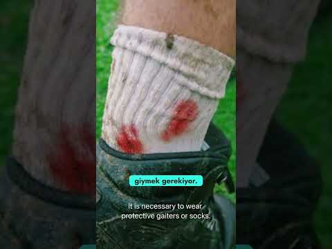 Kan Emici Sülük Saldırısı