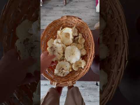 Mantar Avı ve Yapımı