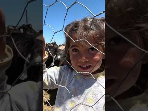 Yerli Heidi Zeybep- En İyi Arkadaşın Kim?