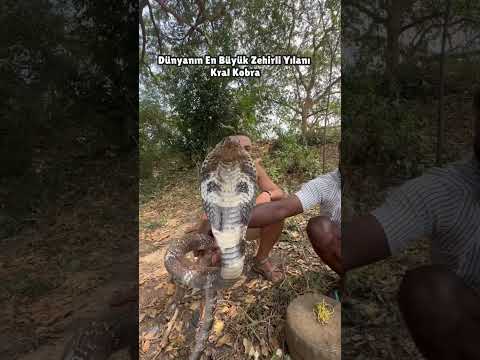 Yılanın Çıkardığı Sesi Dinle -Sonunu Bekle