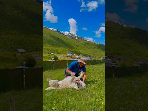 Kafkas Aslanıyla Güreş!