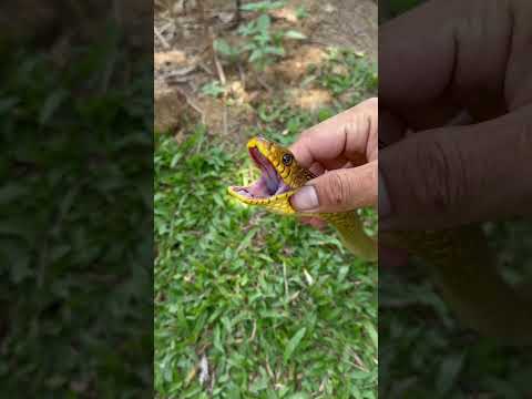 Sri Lankada Sarı Sıçan Yılanı