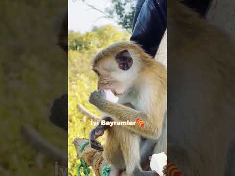 Bayramınız Böyle Güzel Geçsin #monkey