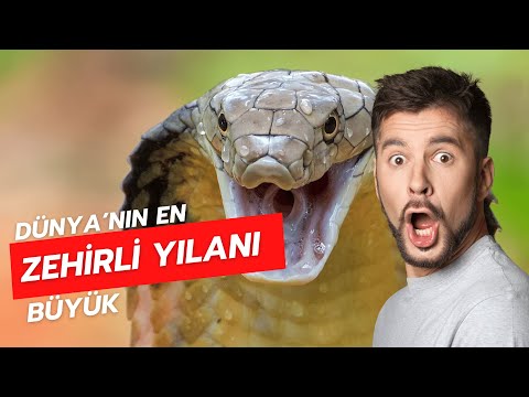 Dünyanın En Büyük Zehirli Yılanını Sevdim - Kral Kobra