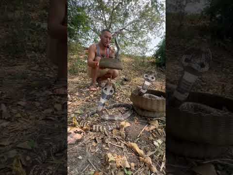 Zehirli Yılanlar Şok Oldu