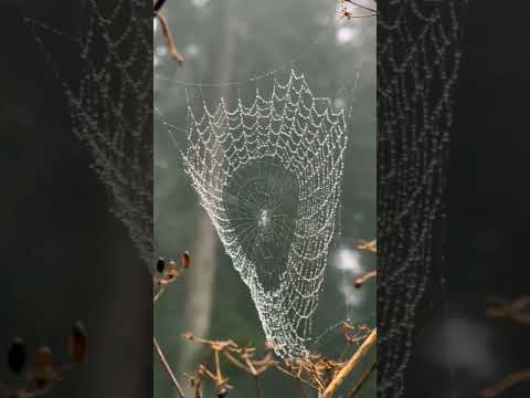 Tabiat Iyileştirir 🌿#bozüyük