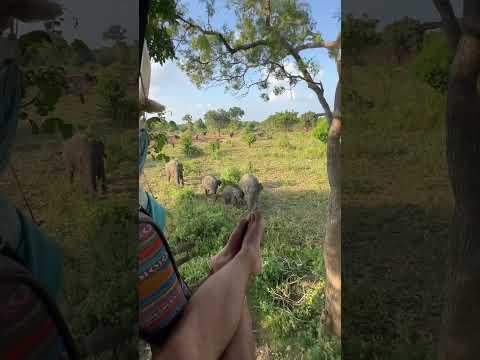 Kaldığım Ağaç Evden Yaban Fillerini Seyretmek