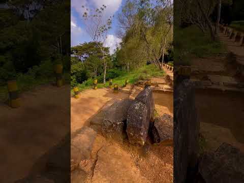 157 Yıllık Çay Ağacı