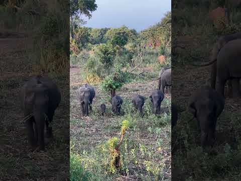Dalton Filler - Sri Lanka