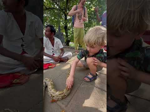 Sri Lanka’da Yol Ortasında Piton Sevmek