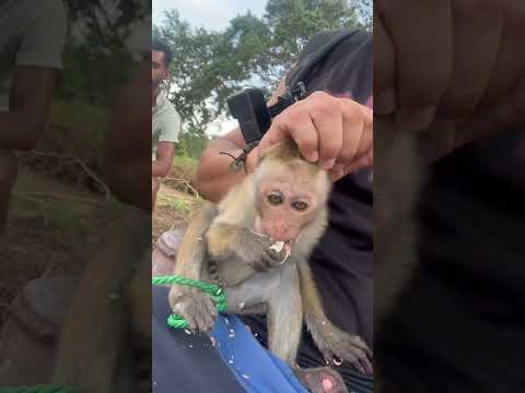 Monika İle Dünya Turu - Sri Lanka