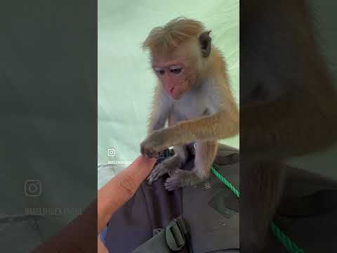 Sri Lankada Sülük Saldırısı