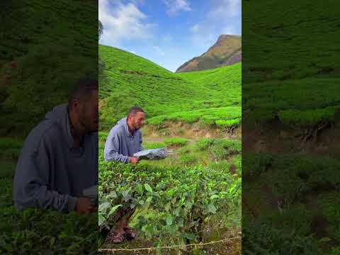 Hindistan Çay Tarlaları ve Teyzenin O Bakışı