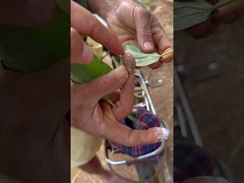 Bağımlılık ve Kanser Yapan Ceviz