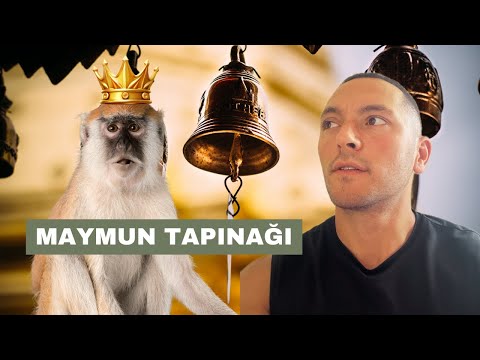 Bu Tapınağın Sahibi Maymunlar - HİNDİSTAN ŞAŞIRTIYOR!