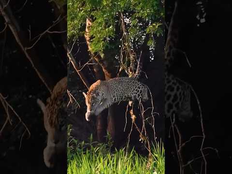 Hindistan ve vahşi yaşam