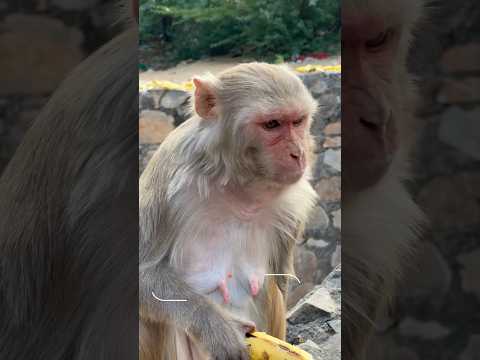 Bu Tapınak Maymunların!