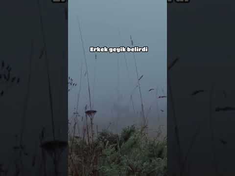 Azgın Kızıl Geyik ve Böğürtüsü