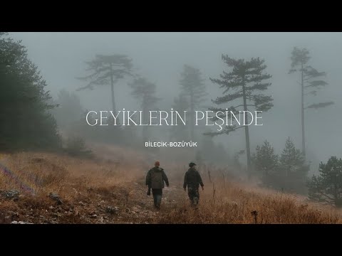 VAHŞİ DOĞADA KIZGINGINLIK DÖNEMİNDEKİ GEYİKLER