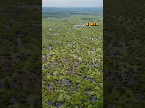 Türleye’nin En Büyük Longozu - Acarlar